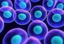 Orina y células madre